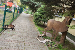 Leśna kraina w szkolnym ogrodzie