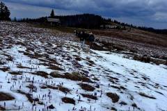 Wyprawa klas 8a i 8b na Turbacz w Gorcach